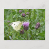 Bouton blanc mignon do-it-yourself carte postale (Devant)