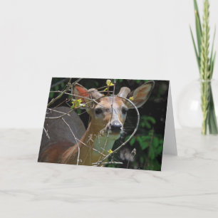 Bouton Buck 7 x 5 Carte de voeux pliée - vide
