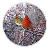 Bouton cardinal de Noël (Devant)