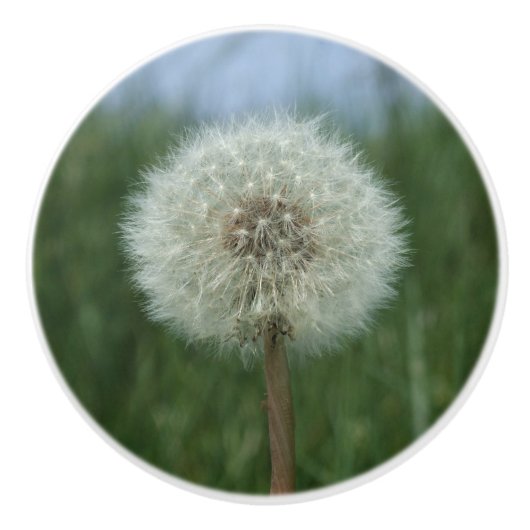Bouton Dandelion Seedhead Dresser (Devant)