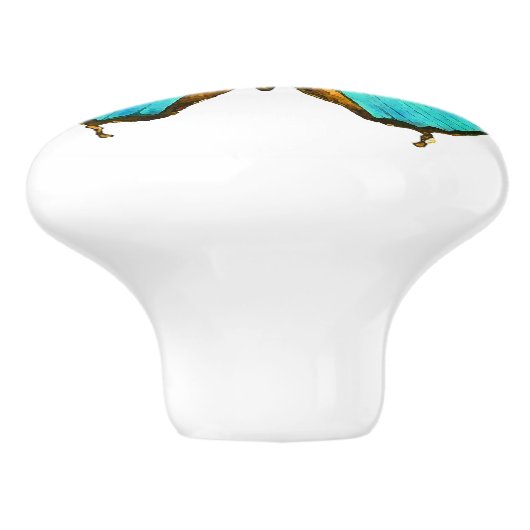 Bouton d'animal de faune d'insecte de papillon de (Côté)