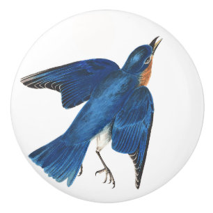 Bouton d'animal de faune d'oiseau d'oiseau bleu