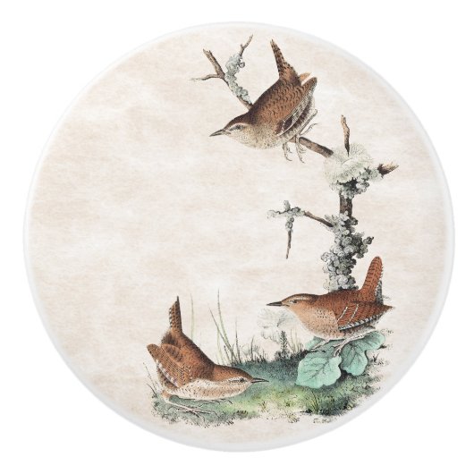 Bouton d'animaux de faune d'oiseaux de roitelet (Devant)