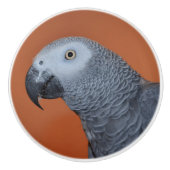 Bouton de perroquet gris orange africain (Devant)