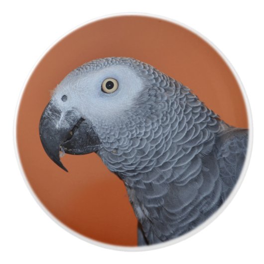 Bouton de perroquet gris orange africain (Devant)