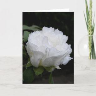 Bouton de Pivoine Blanche Tôt le Matin Carte