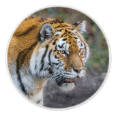 Bouton De Porte En Céramique Amur tiger (Devant)
