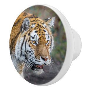 Bouton De Porte En Céramique Amur tiger