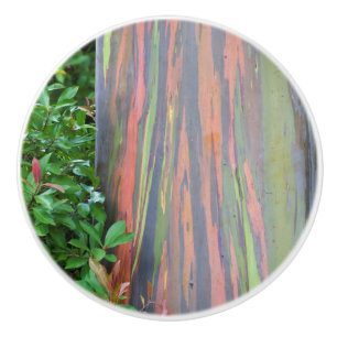Bouton De Porte En Céramique Arbre à eucalyptus arc-en-ciel