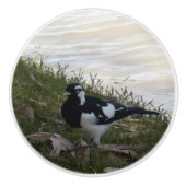 Bouton De Porte En Céramique Australien Murray Mapie Bird, (Devant)