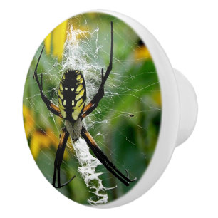 Bouton De Porte En Céramique Awesome Photo Orb Spider dans le Web