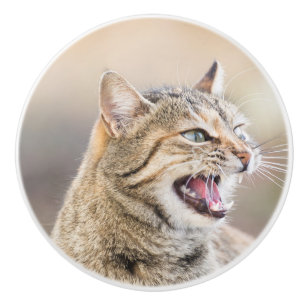 Bouton De Porte En Céramique Beau chat