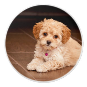 Bouton De Porte En Céramique Bébé maltais de caniche ou chien de chiot maltip