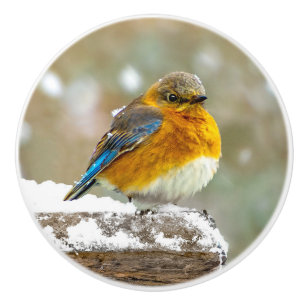 Bouton De Porte En Céramique Bleuet de l'Est en neige - Photo originale