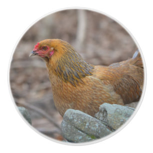 Bouton De Porte En Céramique Bouton en céramique de poulet