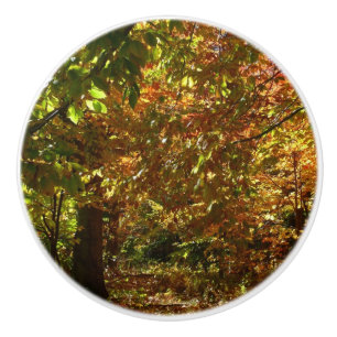 Bouton De Porte En Céramique Canopée des Feuilles d'automne II Photographie d'a