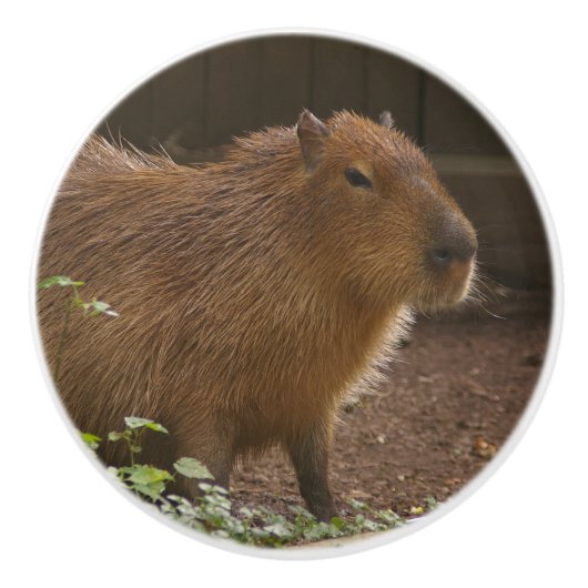 Bouton De Porte En Céramique Capybara (Devant)