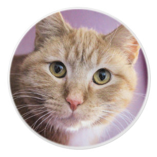 Bouton De Porte En Céramique Cat