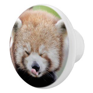 Bouton De Porte En Céramique Ceramic Knob Photo panda rouge, animaux 0176.