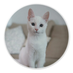 Bouton De Porte En Céramique chat blanc Zazzle_Growshop.