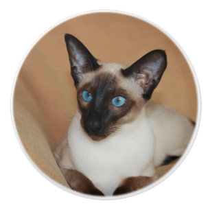 Bouton De Porte En Céramique Chat siamois attentif