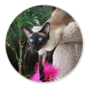 Bouton De Porte En Céramique Chat siamois curieux