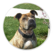 Bouton De Porte En Céramique Chien de Pitbull (Devant)
