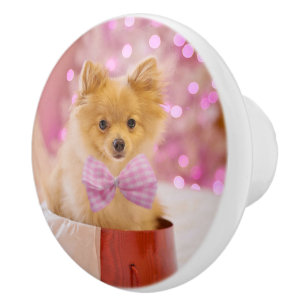 Bouton De Porte En Céramique Chien mignon avec cou rose Photographie de Noël
