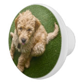 Bouton De Porte En Céramique Chiot adorable (Droite)