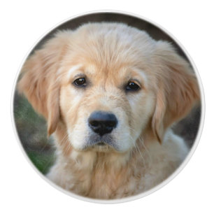 Bouton De Porte En Céramique Chiot Golden Retriever