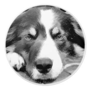BOUTON DE PORTE EN CÉRAMIQUE COLLIE FRONTALIÈRE