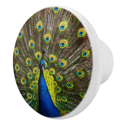 Bouton De Porte En Céramique Colorful peacock (Droite)