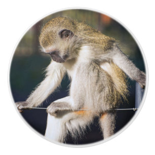 Bouton De Porte En Céramique Contempler le singe