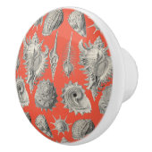 Bouton De Porte En Céramique Coquillages Plage Nautique Coques Blanches (Droite)