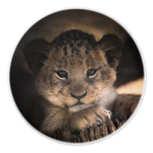 Bouton De Porte En Céramique Cube lion