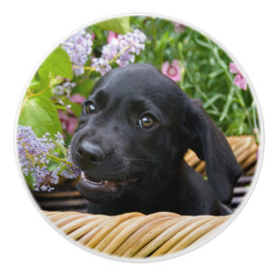 Bouton De Porte En Céramique Cuisine Black Labrador Retriever Chien Chiot Chiot