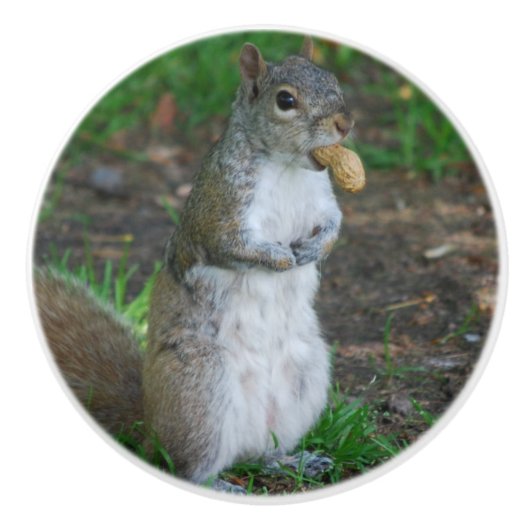 Bouton De Porte En Céramique Écureuil idiot (Devant)