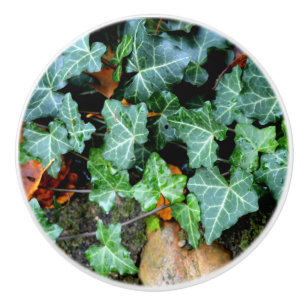 Bouton De Porte En Céramique Élégant classique vert ivoire et pierre de campagn