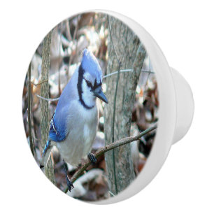 Bouton De Porte En Céramique Geai bleu magnifique
