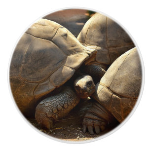 BOUTON DE PORTE EN CÉRAMIQUE GRANDES TORTUES SUR UN