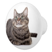 Bouton De Porte En Céramique Gray Tabby Cat (Droite)