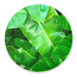 Bouton De Porte En Céramique Green feuille Palm Leaf feuillage tropical jungle