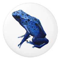 Grenouille à tarte à poison bleu