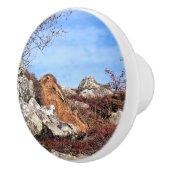 BOUTON DE PORTE EN CÉRAMIQUE HARE (Droite)