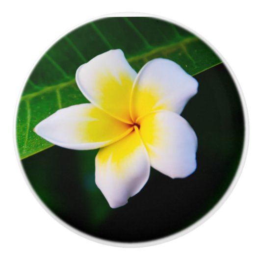 Bouton De Porte En Céramique Impression photo Plumeria (Devant)