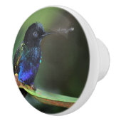 Bouton De Porte En Céramique Joli colibri noir, bleu et vert (Droite)