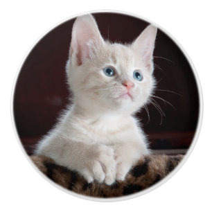 Bouton De Porte En Céramique Kitten blanc vulnérable