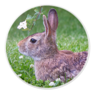 Bouton De Porte En Céramique Lapin lapin en Grass Animal Nature Photographie