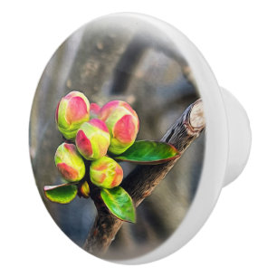 Bouton De Porte En Céramique Les premiers bourgeons