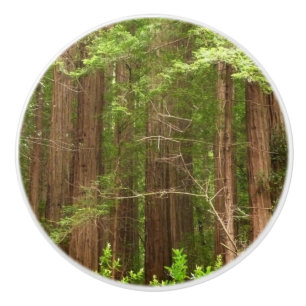 Bouton De Porte En Céramique Les séquoias au monument national de Muir Woods